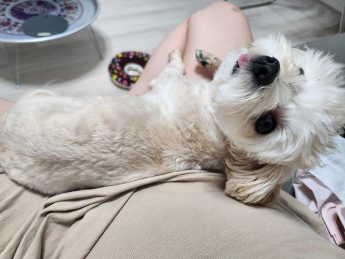 말티푸 남자아이 보듬어주실 좋은분 찾아요🩷