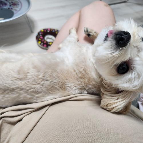 말티푸 남자아이 보듬어주실 좋은분 찾아요🩷