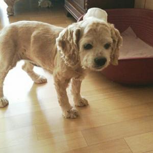 붕대 감고있는 코카스페니얼 찾습니다.