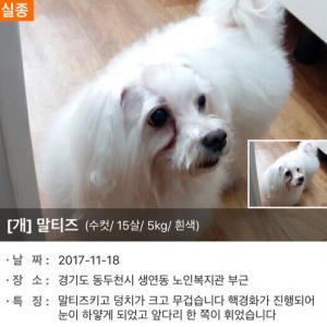 잃어버린 말티즈 찾아요