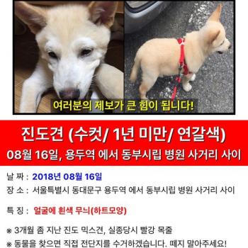 3개월 지난 진도믹스견을 찾아주세요
