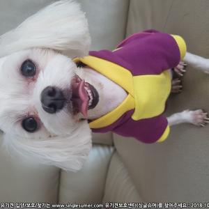 여수 돌산 강아지찾아요