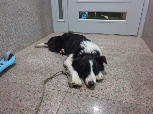 새가족에게 입양갔습니다.