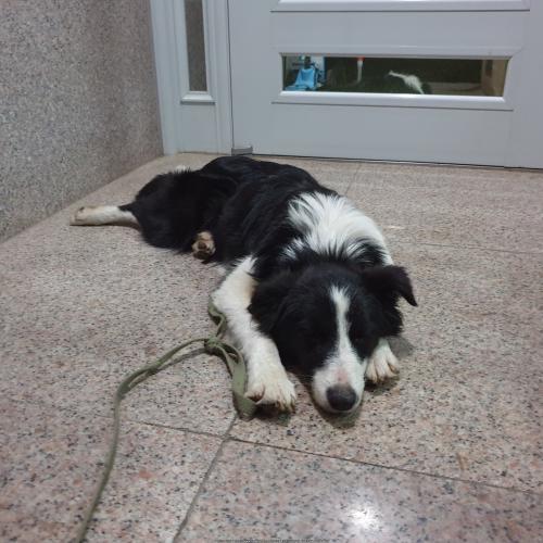 새가족에게 입양갔습니다.