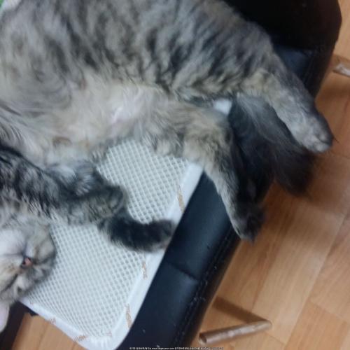 고양이 입양 보냅니다.