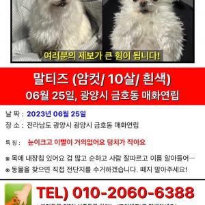 광양 제철 금호동 근처 작은 말티즈 찾아요ㅠㅠ