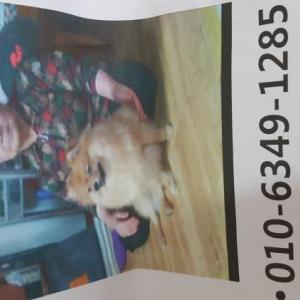 부평공원 포메추정 할머니가 애타게 찾습니다