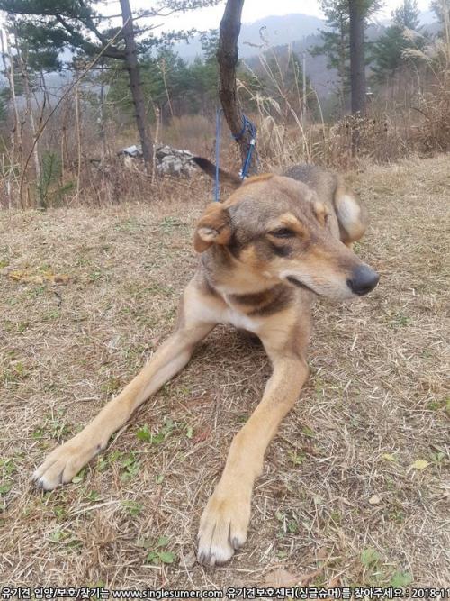강원도 평창군 인근, 그레이하운드 유기견 발견