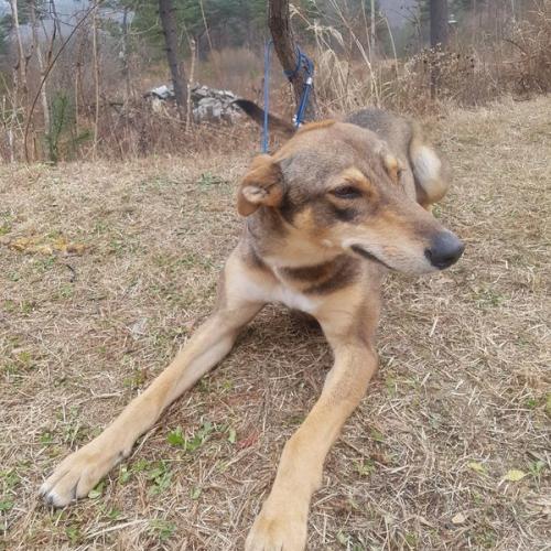 강원도 평창군 인근, 그레이하운드 유기견 발견