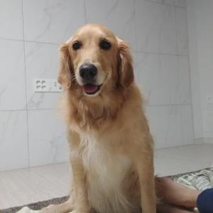 충남서산 골든리트리버찾습니다