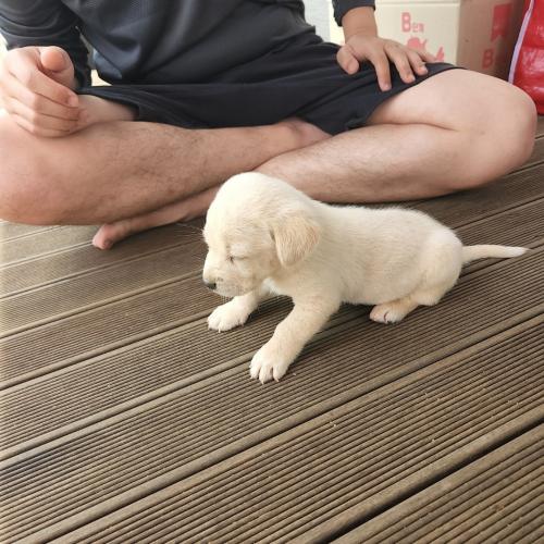 시골강아지 분양원해요