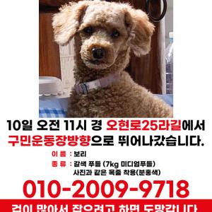 [서울강북구]갈색 푸들 찾습니다.