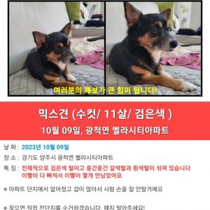 강아지 찾습니다