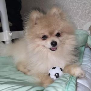 강아지를 찾습니다 도와주세요