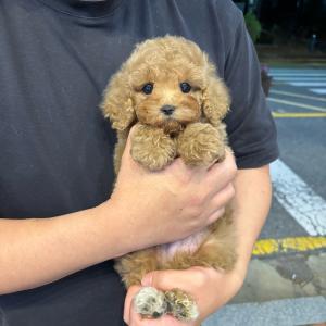 골든두들 책임분양 진짜...