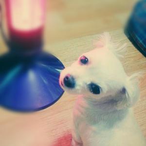 [경기도 안양]흰색 말티즈를 찾습니다!(대림대사거리에서 마지막 목격)