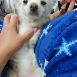 강아지를 찾습니다