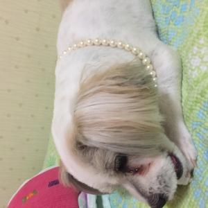 시추(믹스견) 찾습니다