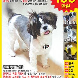 시츄 꼼지찾아요!