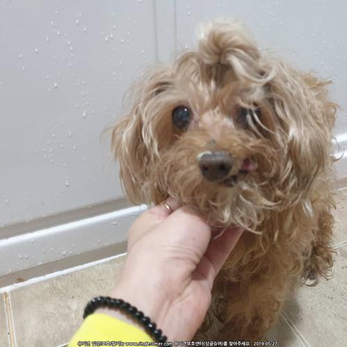 광진구/구의동/애프리푸들/암컷/노령견 보호중입니다