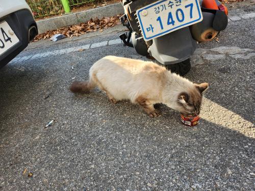 송탄역 2번출구 샴(또는 페르시안)고양이