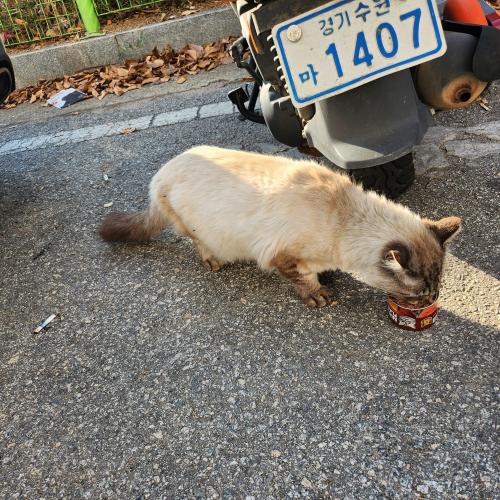 송탄역 2번출구 샴(또는 페르시안)고양이