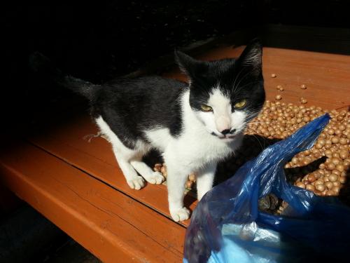 오산 운암현대아파트 근처 고양이