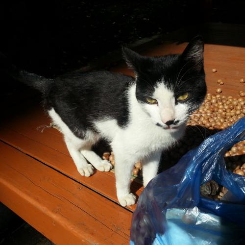 오산 운암현대아파트 근처 고양이