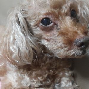 여의도 초코 찾습니다