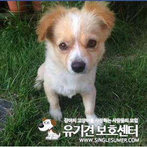 강아지찾아요 (춘천)