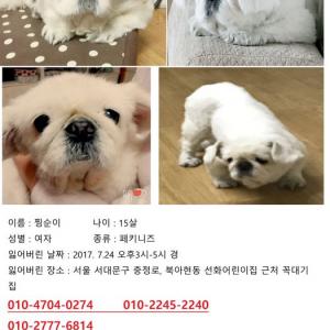 서울서대문구 북아현동 흰색 페키니즈찾아요