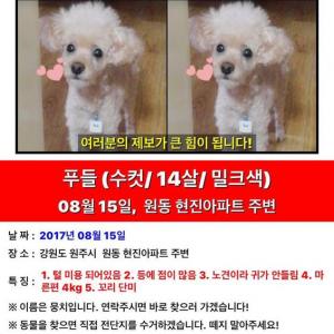 강원도 원주시 원동 현진아파트 부근 푸들강아지를 찾습니다