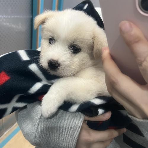 2개월 스피츠 믹스 분양해요