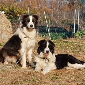 보더콜리 남아 찾습니다