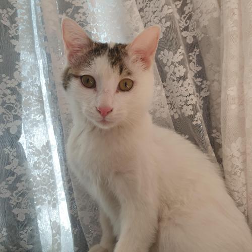 고양이 보신분 꼭!! 연락주세요