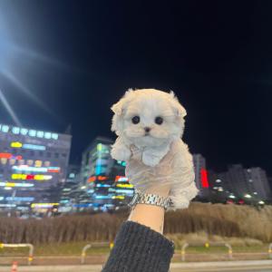 2개월령 말티즈분양 보냅니당