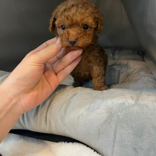 사정으로 인해 예쁘게 키워주실 보호자님을 찾아요