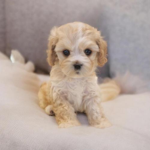 3개월 되는 카바숑 아이 분양드립니다