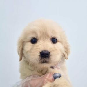 사랑스러운 골댕이 골든리트리버 공주님 분양 합니다~!!