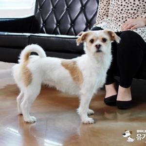 시흥동 문일고등학교 근처 강아지를 찾습니다.