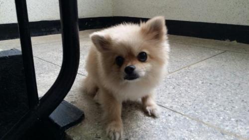 크림색 포메라이언 보호중입니다.