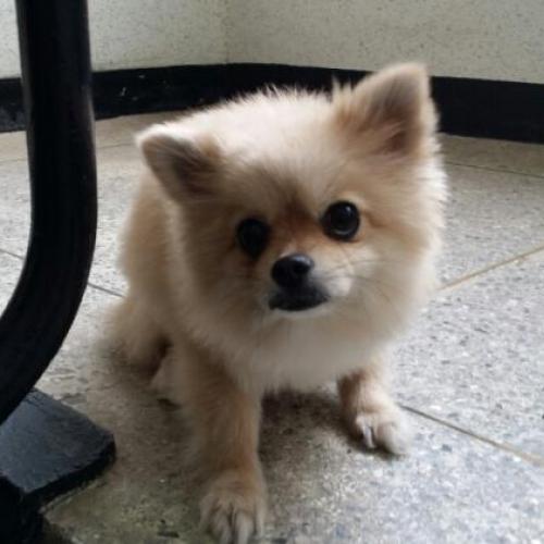 크림색 포메라이언 보호중입니다.