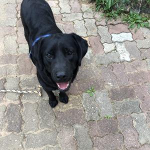 래브라도 리트리버 찾습니다ㅠㅠ