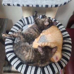 이뿐 고양이 랑 함께 살아보세요~