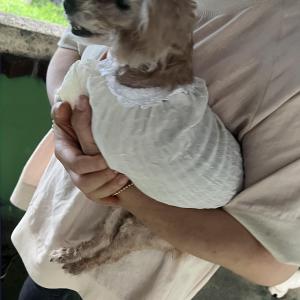 전북 진안군 갈색 푸들 찾습니다