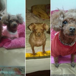 강동구 고덕초교 후문앞 실종된 별이 다시한번 글올려봅니다