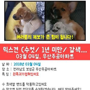 강아지를 찾아요