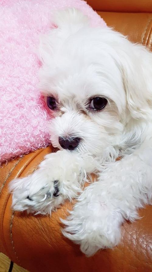 말티즈 무료분양