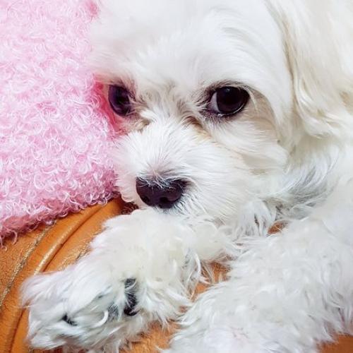 말티즈 무료분양