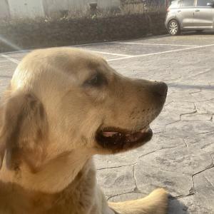 리트리버 암컷 주인찾아요